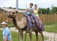 camel rides