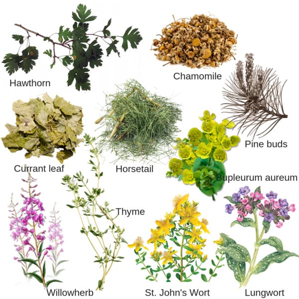 a collage of different herbs and spices